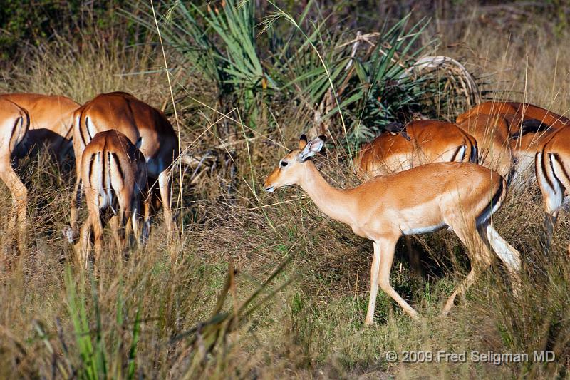 20090612_173911 D300 X1.jpg - Springbok (Gazelle)